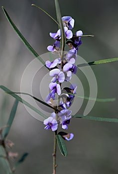 Small mauve flowers of the Australian native twining glycine, Glycine clandestina, family Fabaceae
