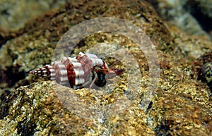 Small Mediterranean Hermit crab - Clibanarius erythropus