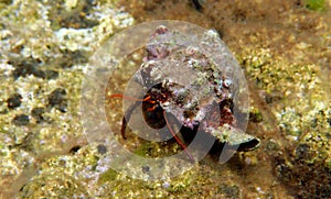 Small Mediterranean Hermit crab - Clibanarius erythropus