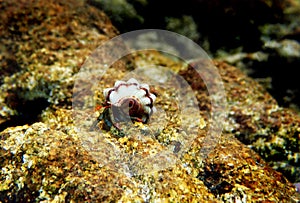 Small Mediterranean Hermit crab - Clibanarius erythropus