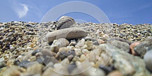 Small mediterranean sea snail, known as Steromphala divaricata