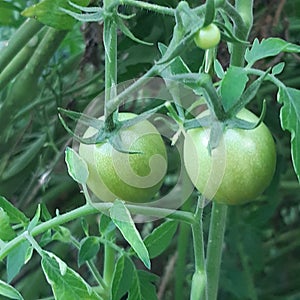 Small and medium green tomatoes