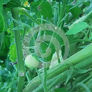 Small and medium green tomatoes