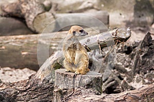 Small meerkat guard