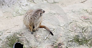 Small meerkat stands as guard near hole in zoo area