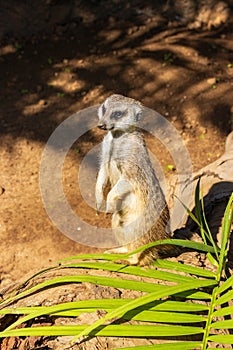 Small meerkat (Suricata suricatta) in a zoo of Tenerife (Spain)