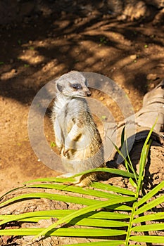 Small meerkat (Suricata suricatta) in a zoo of Tenerife (Spain)