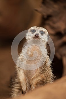 Small meerkat or suricate (Suricata suricatta)