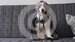 Small merle Australian shepherd puppy dog wearing striped scarf, hat