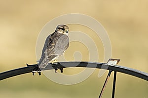 Small merlin falcon perched on a wheel