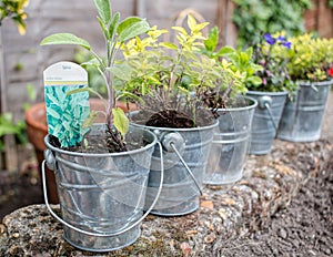 Small Metal Plant Pots, Flowers