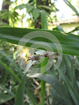 A small Micrathena spider on its web