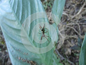 A small Micrathena spider on its web
