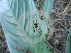 A small Micrathena spider on its web photo