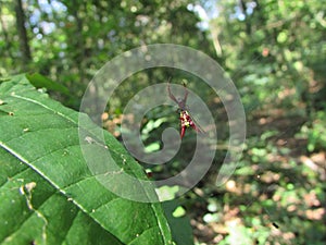 A small Micrathena spider on its web