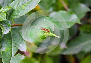 A small midge that sits on a green leaf