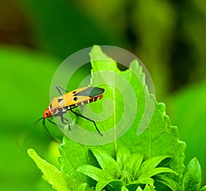 A Small Milkweed Bug on a green leaf with a green backgound in nature.