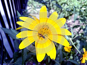 Small Milkweed insect on African Yellow Daisy