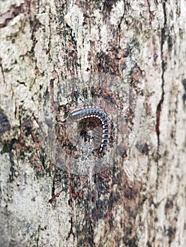 A Small Millipede On a Trunk of a Tree a Close Up