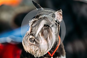 Small Miniature Schnauzer Dog Zwergschnauzer