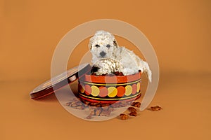 Small miniature toy poodle with white curly fur in a cookiejar against orange background