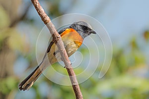 Small Minivet bird