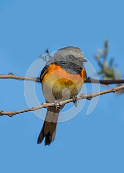 Small Minivet bird