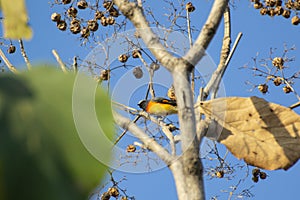 Small Minivet Bird Perching on Teak Tree