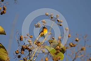 Small Minivet Bird Perching on Teak Tree