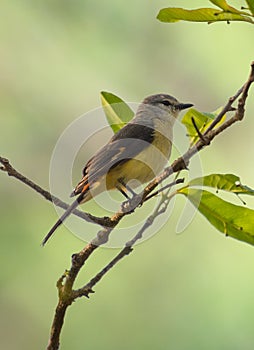 Small Minivet female bird