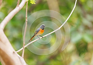 Small Minivet perched on a tree