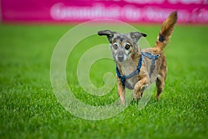 Small mixed breed dog