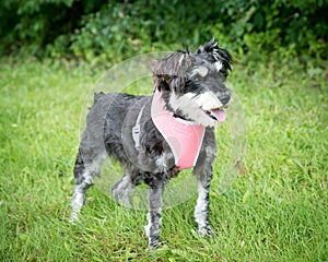 A small mixed breed dog in a harness