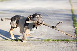 Small mixed breed dog running with stick