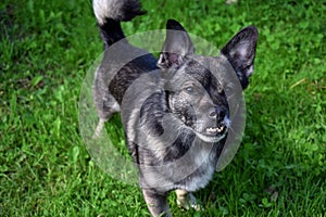 Small mixed breed dog with an underbite