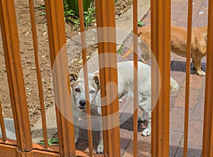 Small mixed breed domestic dog behind a residential gate