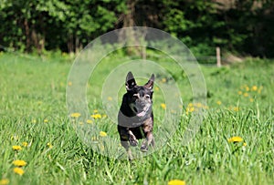 Running small mixed dog in the park photo