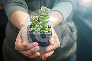 Small money plant in pot.