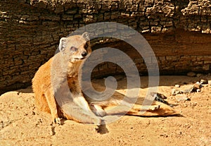 Small mongoose is relaxing and sitting in front of fallen tree. Its favourite meal are snakes