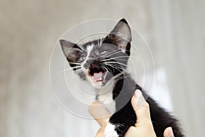 A small, mongrel black kitten with a white breast meows