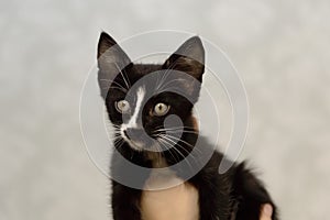 A small, mongrel black kitten with a white breast