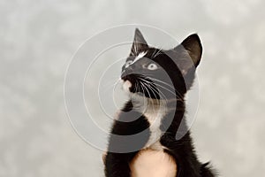 A small, mongrel black kitten with a white breast