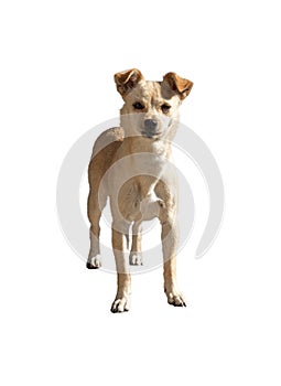 Small mongrel dog isolated on a white background