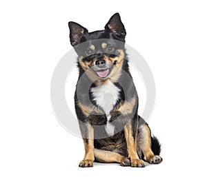 Small Mongrel dog sitting and panting, isolated on white