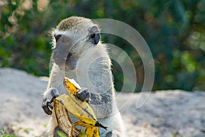 Small monkey in Africa wild nature eat banana