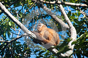 Small monkey in Bonito, Pantanal, Brazil photo