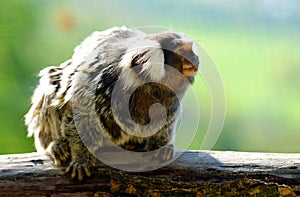 Small monkey Common Marmoset.