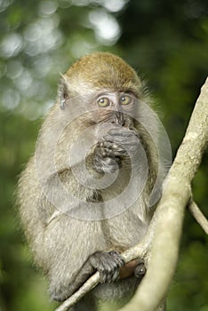 Small monkey covering mouth