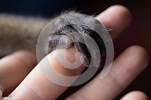 A small monkey hand holding a human finger. Animal welfare and protection