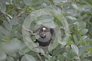 Small monkey hiding in leafy plant